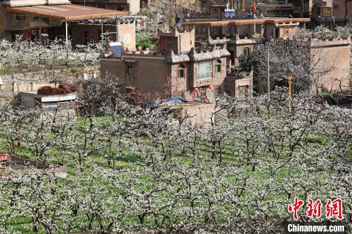 潔白的李花與村寨交相輝映，勾勒出一幅美麗的和諧生態(tài)畫卷?！『吻搴?攝