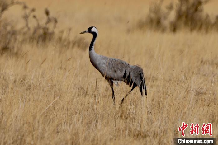圖為灰鶴在青海海西蒙古族藏族自治州都蘭縣巴隆地區(qū)“閑庭漫步”?！?松太加 攝
