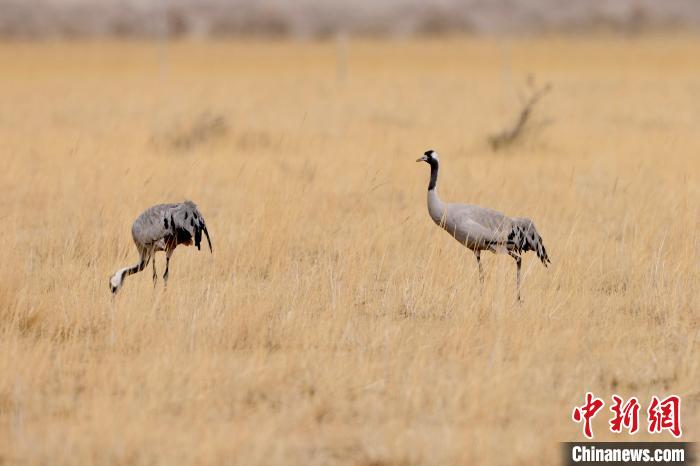 圖為灰鶴在青海海西蒙古族藏族自治州都蘭縣巴隆地區(qū)“閑庭漫步”?！?松太加 攝