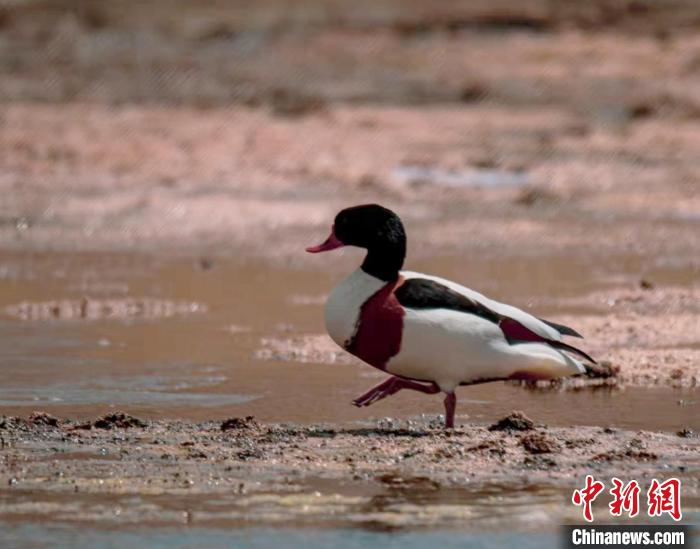 圖為翹鼻麻鴨?！」Π栽?攝