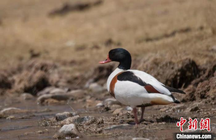 圖為翹鼻麻鴨?！」Π栽?攝