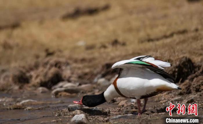 圖為翹鼻麻鴨。　功霸扎西 攝