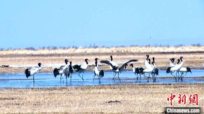 圖為成群的黑頸鶴“翩翩起舞”。　當(dāng)智 攝