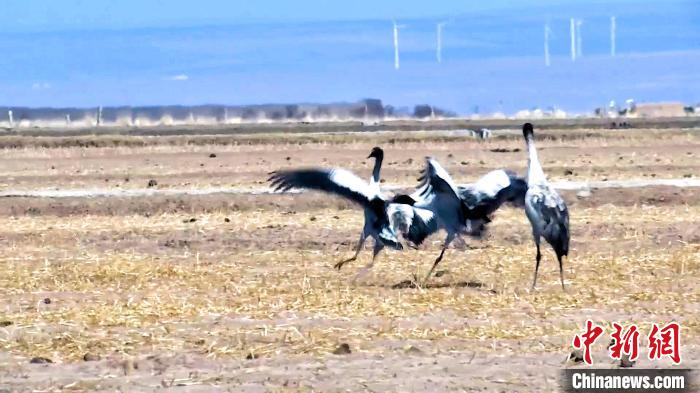 圖為黑頸鶴追逐嬉戲?！￡惷髡?攝