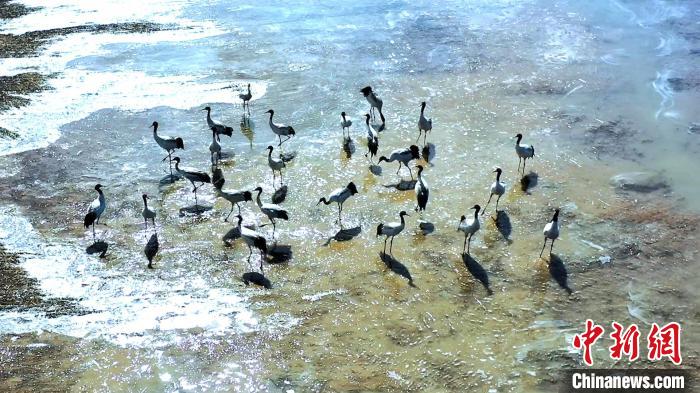 圖為黑頸鶴群駐足休憩?！￡惷髡?攝