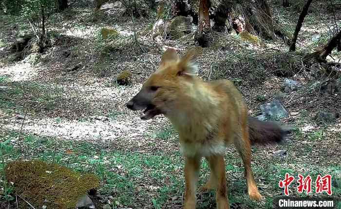 青?；ブ鄙搅謪^(qū)首次記錄到豺活動影像