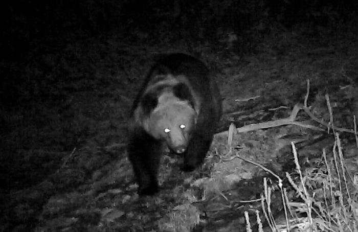 青?；ブ鄙?0年來首次發(fā)現(xiàn)棕熊活動(dòng)軌跡