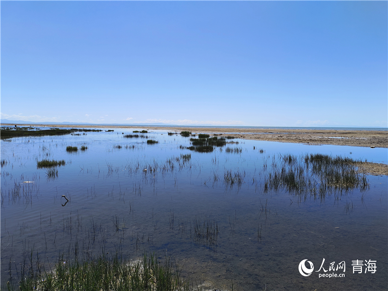   青海湖仙女灣。人民網(wǎng) 張莉萍攝