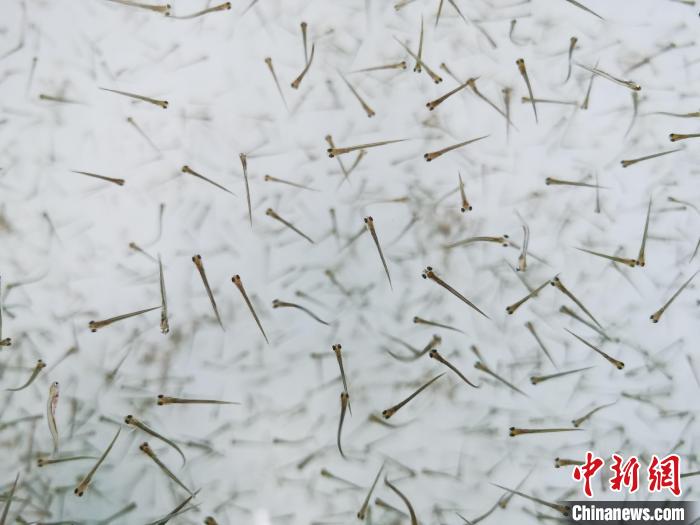 探訪青海湖湟魚“育嬰室”：“密集”育苗，體重10克放流