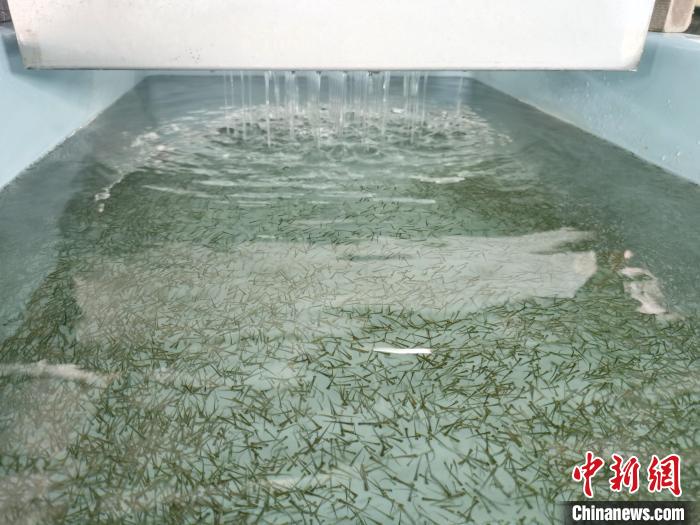 圖為正在育苗?！?zhí)砀?攝