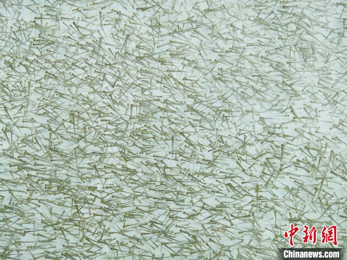 圖為密集培育的魚苗?！?zhí)砀?攝