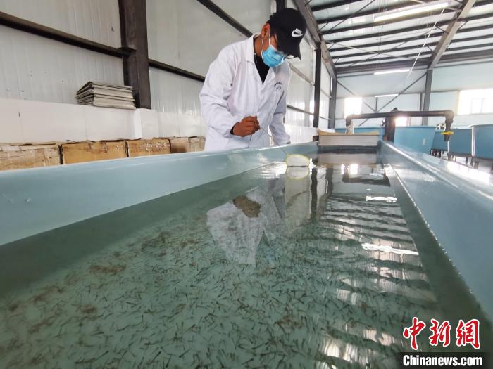 圖為工作人員檢查魚苗?！?zhí)砀?攝