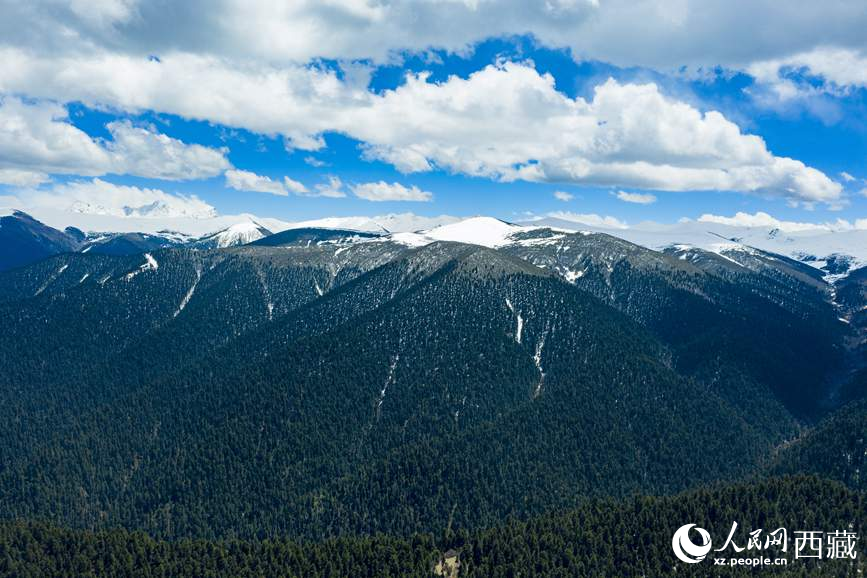 圖為在海拔4700多米的色季拉山，觀測(cè)從森林到草甸的多種植被類型。