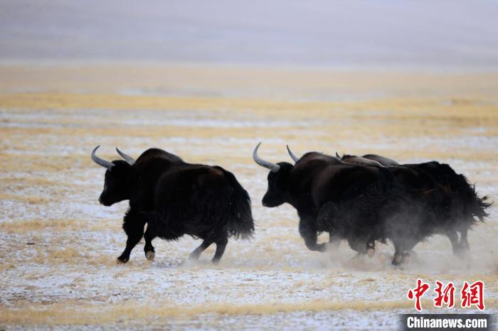 牦牛如何適應低氧環(huán)境？中科院團隊發(fā)現(xiàn)牦牛特有肺內(nèi)皮細胞起作用