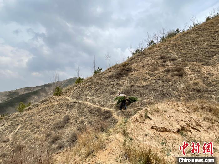 資料圖為建行青海省分行綠化區(qū)施工隊隊員人工運(yùn)樹苗?！〗ㄐ星嗪Ｊ》中泄﹫D