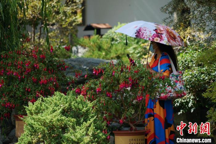 圖為市民在西寧園林植物園內(nèi)賞花拍照。　馬銘言 攝