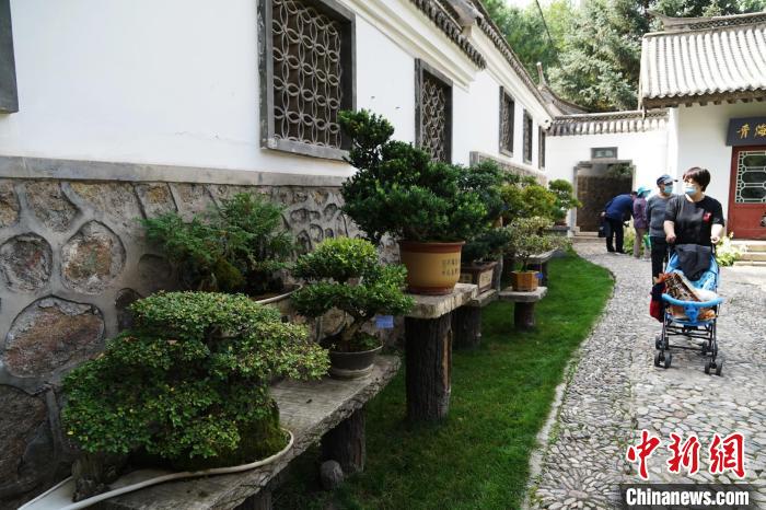圖為市民在西寧園林植物園內(nèi)觀賞盆景?！●R銘言 攝