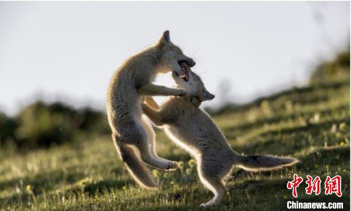 圖為郝進(jìn)芳的作品《難分勝負(fù)》?！∏嗪Ｊ∑钸B山自然保護(hù)協(xié)會供圖