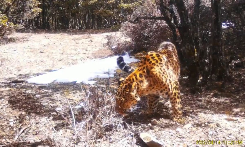 金錢豹。涼山州委宣傳部供圖