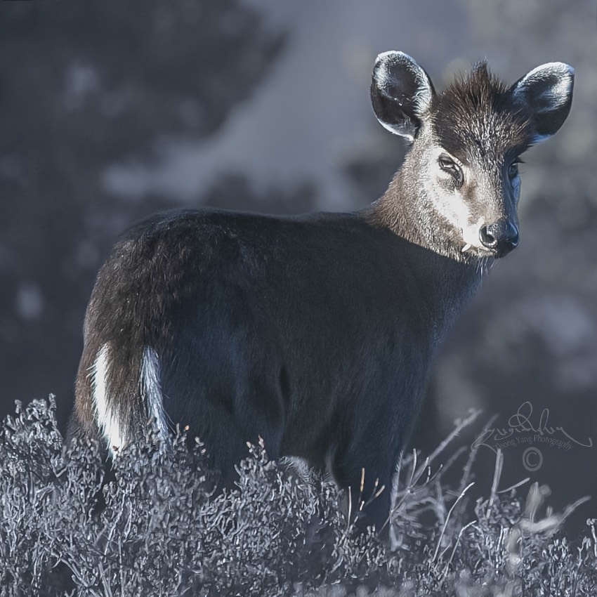 毛冠鹿。涼山州委宣傳部供圖