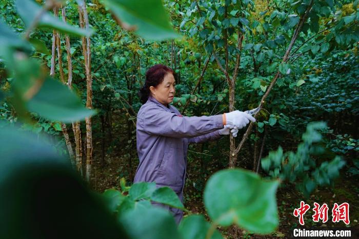 圖為張錦梅修剪丁香枝干?！●R銘言 攝