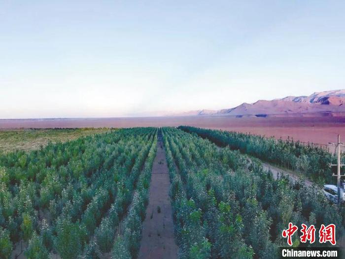 圖為格爾木境內(nèi)種植的綠樹?！「駹柲救诿襟w中心供圖