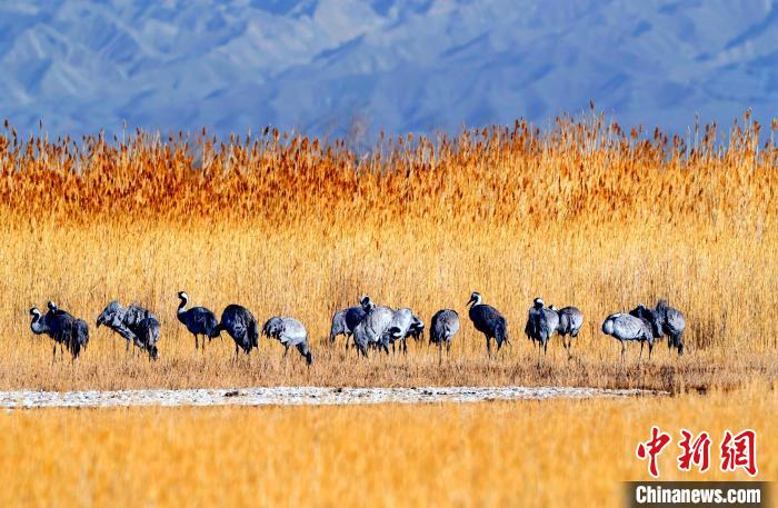圖為可魯克湖野生水鳥覓食。　德令哈市委宣傳部供圖