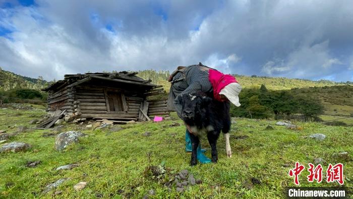 圖為9月27日牧民給小牦牛按摩。 <a target='_blank' href='/'><p  align=