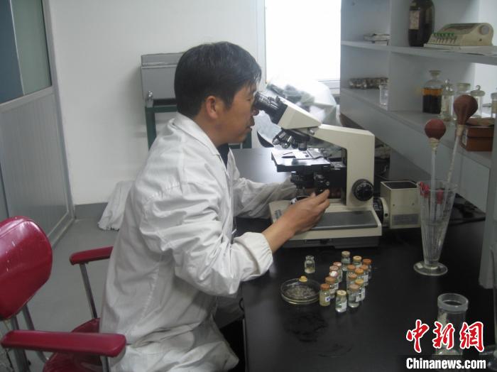 資料圖為研究團隊進行實驗室寄生蟲分類鑒定。　 青海省畜牧獸醫(yī)科學(xué)院供圖