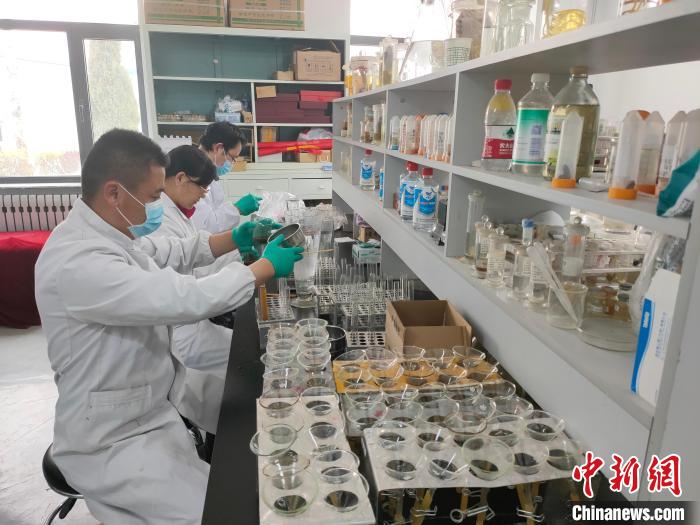 資料圖為研究團隊進行樣本檢查。　 青海省畜牧獸醫(yī)科學(xué)院供圖