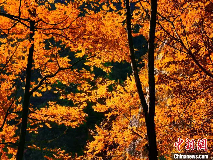 秋意濃?！≈炱桨?攝