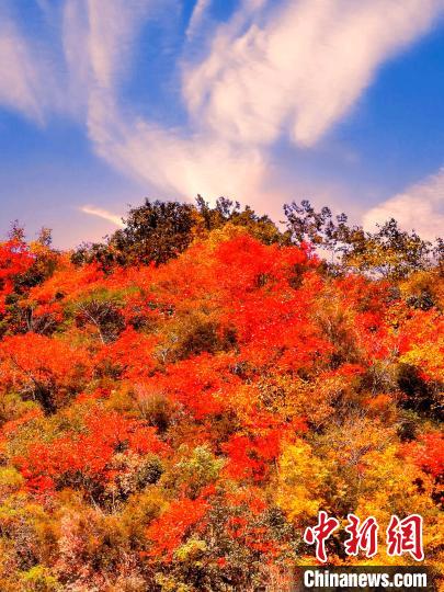 萬源深秋紅葉似火。　朱平安 　攝