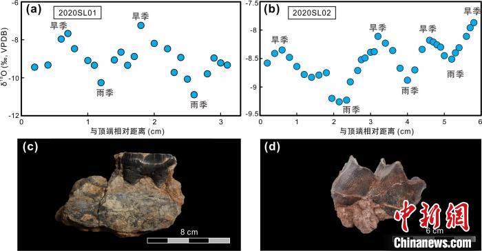 本次研究中的犀牛牙齒化石及氧同位素特征?！≈锌圃呵嗖馗咴?供圖