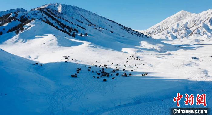 圖為牦牛群在雪地里覓食?！《继m縣融媒體中心供圖