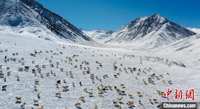 圖為羊群在雪地里覓食?！《继m縣融媒體中心供圖