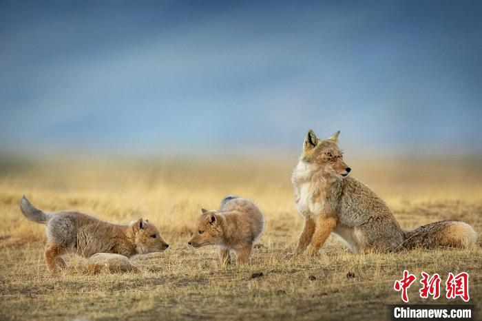 圖為焦生福的作品《居安思?！??！∏嗪Ｊ∑钸B山自然保護(hù)協(xié)會供圖