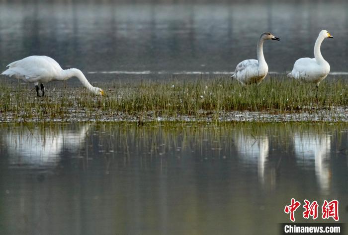圖為三只大天鵝在黃河灘地嬉戲?！±钣穹?攝