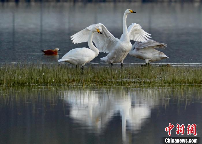 圖為三只大天鵝在黃河灘地嬉戲?！±钣穹?攝