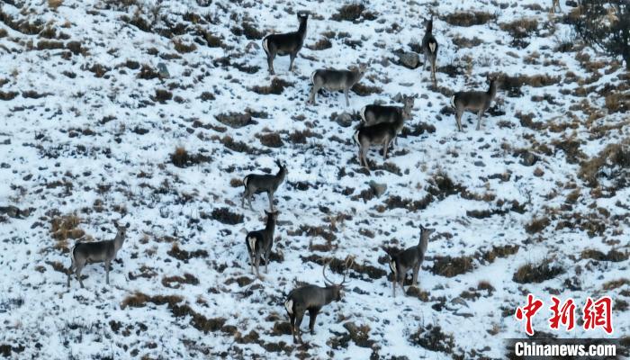 圖為巖羊和馬鹿集體覓食?！《继m縣融媒體中心 供圖