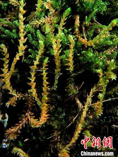 圖為九龍卷柏?！∏嗪Ｉ剿匀毁Y源調(diào)查規(guī)劃設(shè)計(jì)研究院供圖