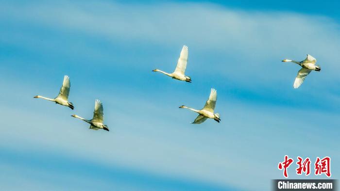 圖為天鵝在空中飛翔?！『螁⒔?攝