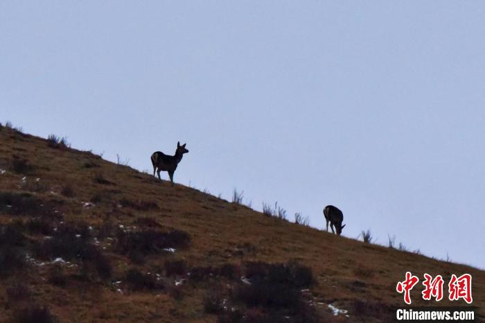 圖為馬鹿在山坡上覓食?！〔湃?攝