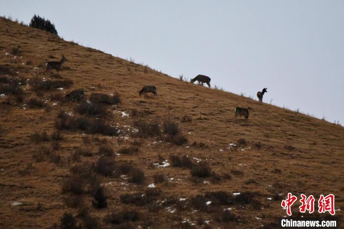 圖為馬鹿群在山坡上覓食?！〔湃?攝