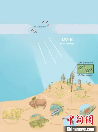 臭氧層破壞引起的紫外線輻射增加對陸地食物鏈的影響。　南古所 供圖