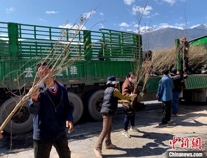 民眾搬運(yùn)苗木?！〔际忻⒖悼h委宣傳部供圖