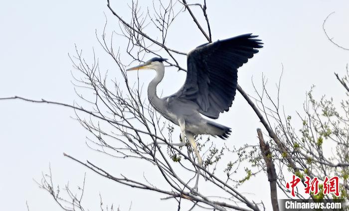 蒼鷺在覓食嬉戲?！“苍?攝