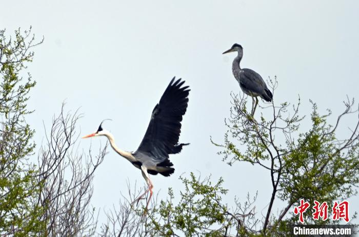 蒼鷺在覓食嬉戲?！“苍?攝