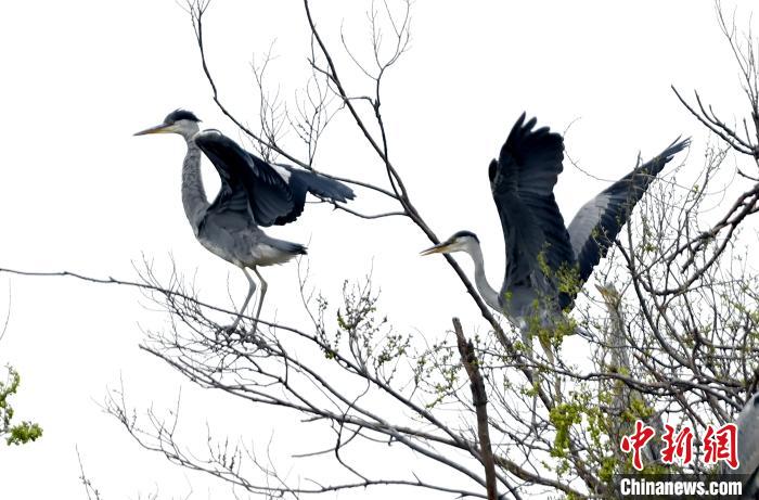 蒼鷺在覓食嬉戲?！“苍?攝