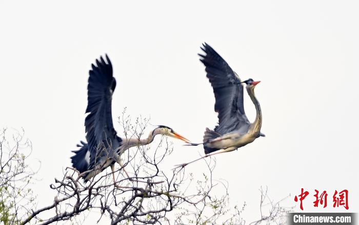 蒼鷺在覓食嬉戲?！“苍?攝