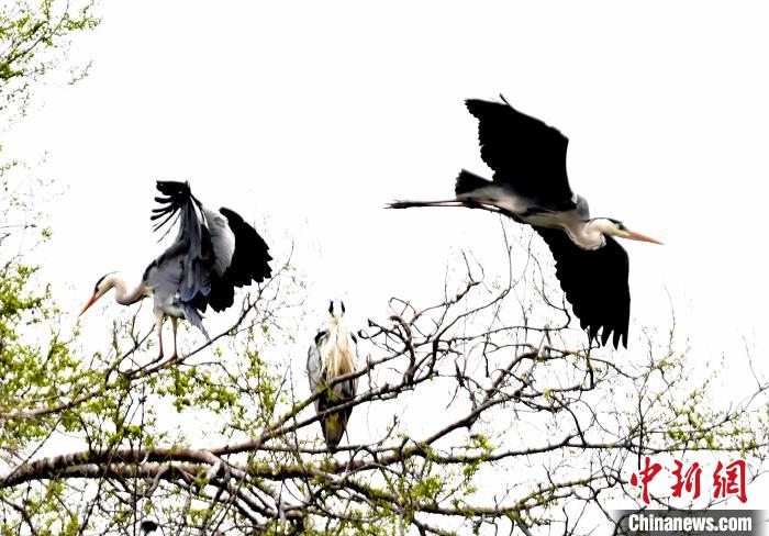 蒼鷺在覓食嬉戲。　安源 攝